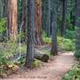 Calaveras Big Trees State Park (SP)
