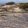 Asilomar State Beach and Conference Grounds