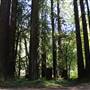 Hendy Woods State Park (SP)