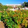 Exposition Park Rose Garden