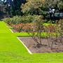 Exposition Park Rose Garden