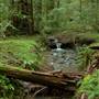 Armstrong Redwoods State Natural Reserve (SNR)