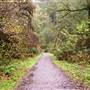 Van Damme State Park (SP) / Beach / Pygmy Forest / Fern Canyon Trail / Spring Ranch Trail