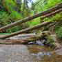 Prairie Creek Redwoods State Park (SP) within the Redwood National and State Parks