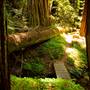 Portola Redwoods State Park (SP)