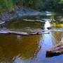 Samuel P. Taylor State Park (SP)