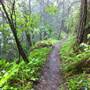 Forest of Nisene Marks State Park (SP), The
