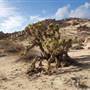 Antelope Valley Indian Museum State Historic Park (SHP)