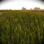 Arcata Marsh and Wildlife Sanctuary