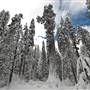 Calaveras Big Trees State Park (SP)