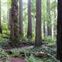 Jedediah Smith Redwoods State Park (SP) within the Redwood National and State Parks