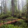 Del Norte Coast Redwoods State Park (SP) within the Redwood National and State Parks