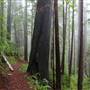 Del Norte Coast Redwoods State Park (SP) within the Redwood National and State Parks