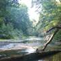 Henry Cowell Redwoods State Park (SP)
