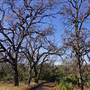Henry W. Coe State Park (SP)