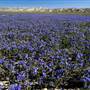 Carrizo Plain National Monument