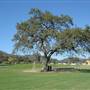 Windy Hill Ranch - El Campeon Farms