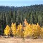 Aspens Near Highway 267 US Forest Service