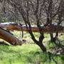 Ridge Route Ranch
