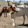 Ridge Route Ranch
