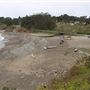 Van Damme State Park (SP) / Beach / Pygmy Forest / Fern Canyon Trail / Spring Ranch Trail