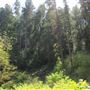 Russian Gulch State Park (SP) / Russian Gulch Bridge - Highway 1