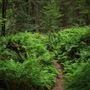 Navarro River Redwoods State Park (SP)