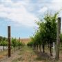 Azari Vineyards & Winery
