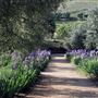 Blue Rock Vineyard