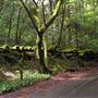 Camp Meeker