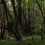Camp Meeker