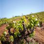 Kunde Family Winery