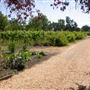 Olivet Grange Vineyard