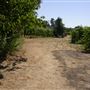 Olivet Grange Vineyard