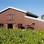 Olivet Grange Vineyard