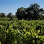 Olivet Grange Vineyard