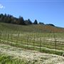 Raymond Burr Vineyards - Deer Creek Valley