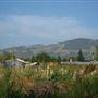 Siesta Farm