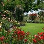 The Russian River Rose Company