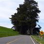 Tomales Rd