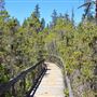 Van Damme State Park (SP) / Beach / Pygmy Forest / Fern Canyon Trail / Spring Ranch Trail