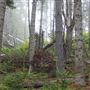 Little River Blowhole Trail