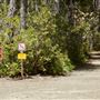 Van Damme State Park (SP) / Beach / Pygmy Forest / Fern Canyon Trail / Spring Ranch Trail