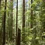 Van Damme State Park (SP) / Beach / Pygmy Forest / Fern Canyon Trail / Spring Ranch Trail