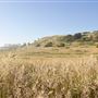 Navarro Point Preserve and Coastal Trail