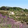 South Coast Botanic Garden