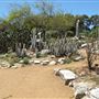 South Coast Botanic Garden