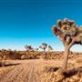 Joshua Tree Garden / Joshuatreezone19