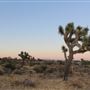 Joshua Tree Garden / Joshuatreezone19