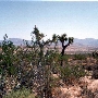 Dove Springs  B L M